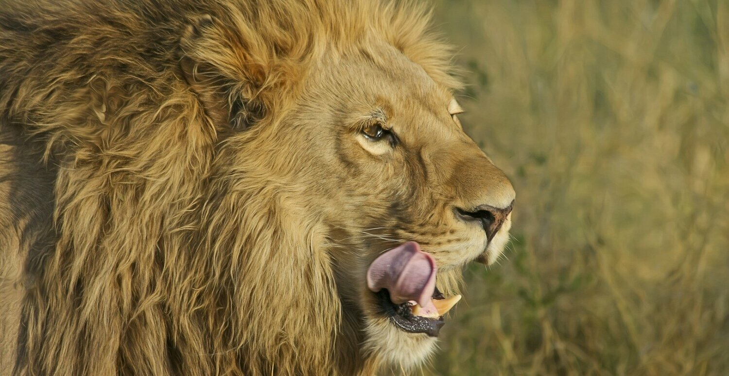 Golpes do IR 2025 aumentam após o prazo de entrega