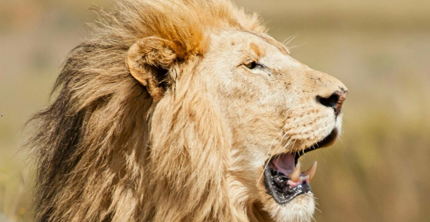 Veja quem será beneficiado com a nova faixa de isenção do IR em 2026